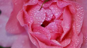 Água de rosas e suas incríveis Propriedades